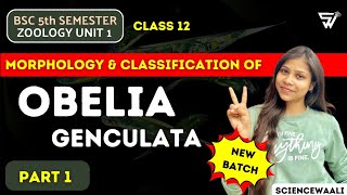 Introduction of OBELIA  OBELIA genculata  Protozoa to Coelentrate  BSc 5th Semester ZOOLOGY [upl. by Solokin559]