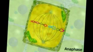 Mitosis y citocinesis celula vegetal [upl. by Hoffmann]