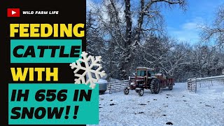 Feeding Cattle in Snow with IH 656 [upl. by Gnen802]