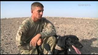 Military Working Dogs sniffing out danger 031012 [upl. by Mahtal]