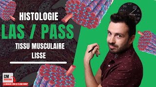 Le TISSU MUSCULAIRE LISSE  💓 Léiomyocyte myofilaments protéines contractiles tropomyosine [upl. by Coy]