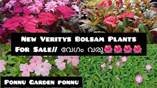 Hybird Bolsam Plants for Sale തൈലാൻഡ് വെറൈറ്റിസ്  Ponnu Garden Ponnu [upl. by Burdett831]