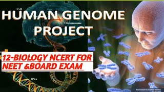 HUMAN GENOME PROJECT 12BIOLOGYMOLECULAR BASIS OF INHERITANCE [upl. by Ecinom]