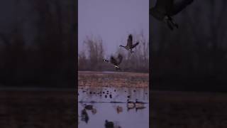 Mornin’ Honker Sessions hunthardcore geese waterfowl [upl. by Ulrikaumeko]