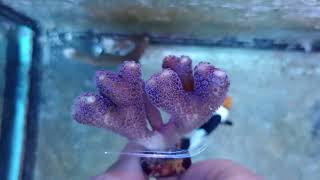 Stylophora milka coral gandalf [upl. by Ydde]