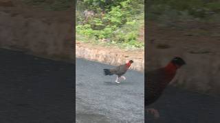 Tragopan at Ura Bypass Bumthang bhutan travel [upl. by Annoek]