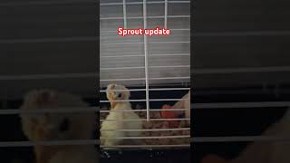 Sprout our special needs chicken update chicken special wryneck [upl. by Corette]