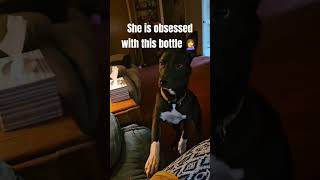 dog vs spray bottle fypシ viral puppy funny pets [upl. by Shanna]