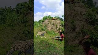 The tiger attacked the boy inside the forest vfx tiger shorts leopard wildlife cheetah videos [upl. by Acinimod]