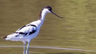 Interesting facts about Avocet pied by weird square [upl. by Blandina]