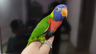 Rainbow Lorikeet Learning To Talk amp Giving Kisses  Saarims Birdzotic [upl. by Ancelin398]