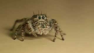 Cute Jumping Spiders [upl. by Pleione]