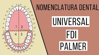 Nomenclatura dental FDI  Universal  Palmer  Odontología Con Cri [upl. by Haleelahk]