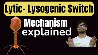 Lytic lysogenic switch  Molecular switch between lytic cycle and lysogenic cycle  lambda operon [upl. by Acissej589]