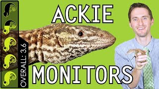 Ackie Monitor The Best Pet Lizard [upl. by Ahsikal]