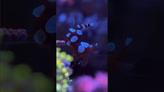 Thor Amboinensis shrimp shrimps reeftank shrimptank aquarium [upl. by Baptlsta]