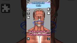 Anatomy  Orbicularis Oris muscle medical 3d anatomy head neck muscles lips mouth shorts [upl. by Lark121]