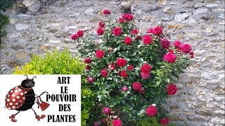 Conseils jardinage Comment réussir sa bouture de rosier Plante vivace [upl. by Grosz9]