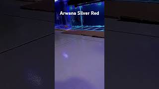 Arwana Silver redarwana arwanasilverred [upl. by Anelhtac]