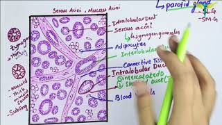 Histology of Parotid Gland\ Serous Salivary Gland Histology [upl. by Lazor680]