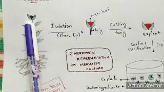 Meristem culture  Procedure  Diagrammatic representation  Applications  Bio science [upl. by Kiryt]