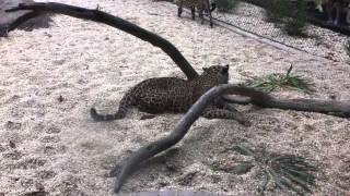 Jaguar climbing a rock wall [upl. by Hafirahs]