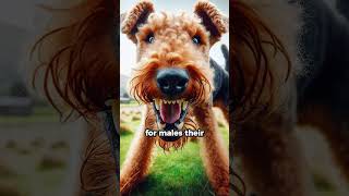 Airedale Terrier Breed Facts [upl. by Lorsung]