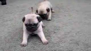 Pug Puppies 4 Weeks Old [upl. by Alinna]