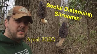 Morel Mushroom Hunting Ohio 2020 Social Distancing Edition [upl. by Adnalohs]