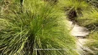 Lomandra longifolia Breeze Tanika  Dwarf Mat Rush [upl. by Asilem582]