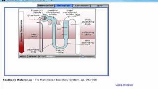 Urine formationcountercurrent multiplier system [upl. by Wilinski]