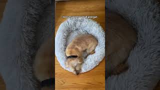 Cute amp Comfy donut dog bed dogbed dogbeds donutdogbed anxietydogbed cutedogs doglife ugcdog [upl. by Gipps360]