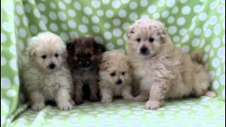 Pomapoo Puppies For Sale [upl. by Lletnom918]