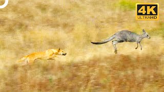 Wild Dingo Dogs Chasing A Kangaroo 😨  4K Animal Documentary [upl. by Terhune]