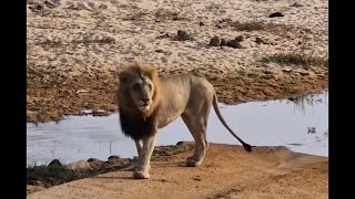 Plains Camp Male Lion taking a Drink  Sabi Sands  4 August 2024 [upl. by Oriel972]