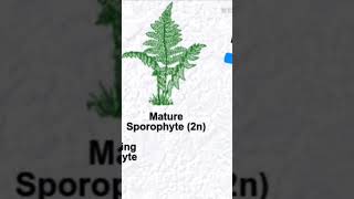 Life cycle of pteridophytes shorts motivation फार्मूला जीवन का एक ही है 👍 [upl. by Jacklin904]