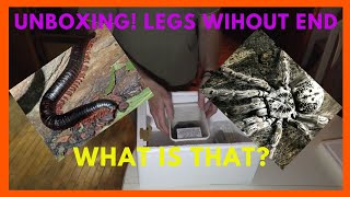 🐛💯🕸💯🐛LEGENDARY UNBOXING with TONS of LEGS💯😲💯 unboxing tarantula nature wildlife [upl. by Hitt]