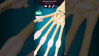 हाथ की अस्थियां  Bones of the Hand in Hindi shorts viralvideo anatomy biology neet [upl. by Arbba861]