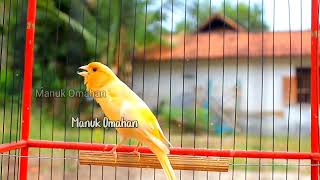 Canary song for mating training of beautiful Belgian canaries 126 [upl. by Llertram]