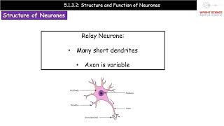 A Level Biology  5132  Structure and Function of Neurones [upl. by Aicilet]