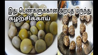 இது பெண்களுக்கான அற்புதமான மருந்துகழற்சிக்காய்Health Tips for Women in TamilPhysic Nut [upl. by Derte]