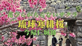 沖縄旅行2023年今帰仁城跡・寒緋桜（日本一はやく咲く桜）沖縄旅行 おすすめ沖縄旅行 [upl. by Adigirb]