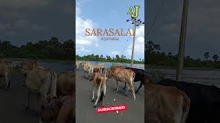 Sarasalai சரசாலை [upl. by Takeshi]