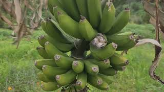 bananas e bananas de santana ilha da Madeira Portugal [upl. by Rodrick]