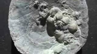 Introduction to Fossil Sea Shell BRACHIOPODS pt 3 of 4 [upl. by Akcimehs30]