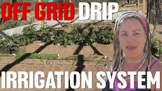 Build A Solar Powered Drip Irrigation System EASILY and Affordably [upl. by Vigen]