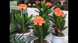 1 Pcs Clivia Flower Seeds Clivia Miniata Ornamental Potted Plant [upl. by Nolie]