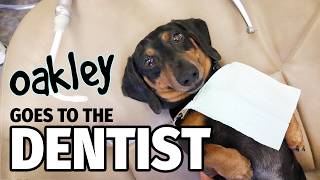 Ep 12 Oakley Goes to the DENTIST  Cute Dachshund Video [upl. by Hopper]