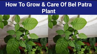 How To Grow amp Care Of Bel Patra Plant Bel Patra Plant Ki Dekhbhal Kaise Kare Or Isko Kaise Ugaye [upl. by Rivers]