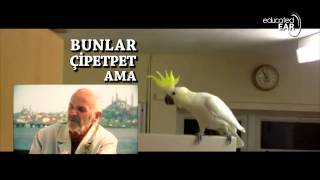 Arnavut Şevket the Birdman  Lezzetli Çipetpet educatedear Remix [upl. by Kcirnek152]